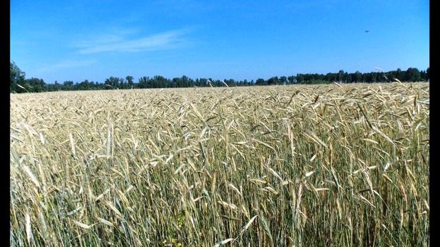 Н  Некрасов  Великое чувство! У каждых дверей #стихиоматери #поэты19века