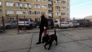 В Анапе женщина напала на слабовидящую девушку с собакой-поводырем