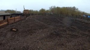 Деревенское хозяйство. Купили бычка за 5 тыс рублей