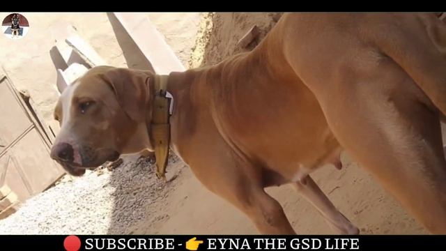 Best quality bully kutta near heat || sheru line || Height 30 inches || @EynathegsdLife смотреть онлайн