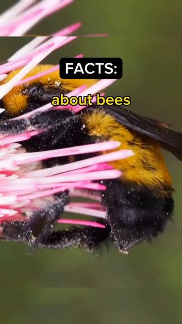 bees are very important смотреть онлайн