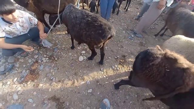 МОЛ БОЗОРИ КАБОДИЁН 4 .08.2023 МОЛХО КИМАТ ДА БОЗОР