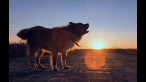 Э  Мошковская  Обида  Я ушёл в свою обиду #стихидлядетей #поэты20века