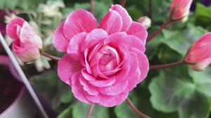 Пеларгония ТА Марокканская принцесса