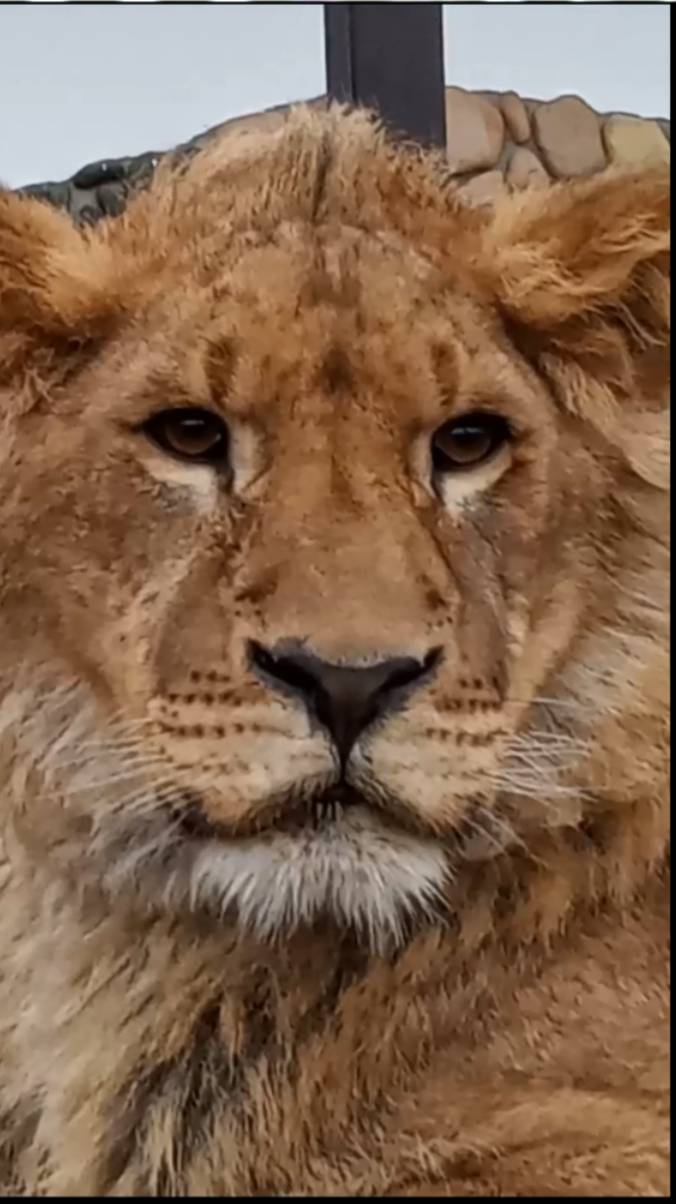 ШЕРХАН слушает из каких стран его любят люди. смотреть онлайн