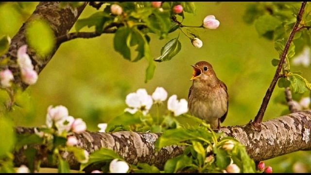 Игорь Северянин  Интродукция #стихиопоэзии #эгофутуристы #поэтысеребряноговека