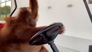 Орангутан Рэмбо из Дубая научился водить гольфкар