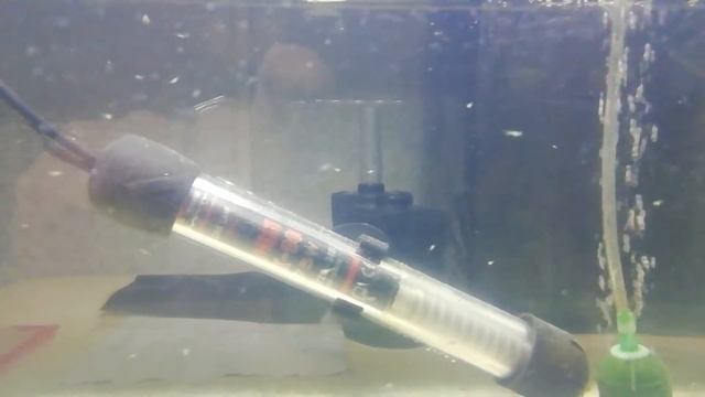 Малёк данио смотреть онлайн