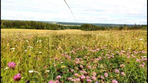 С  Маршак  Голос в лесу  В лесу над росистой поляной #стихиолете  #поэты20века