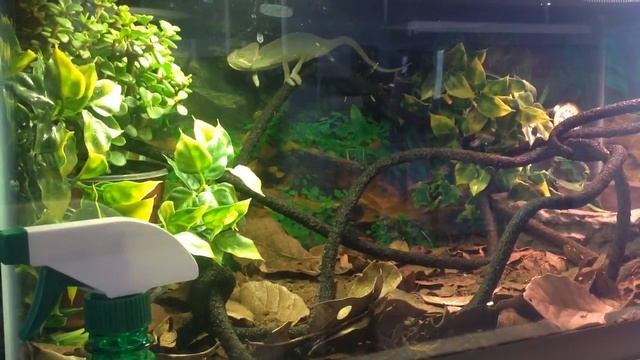 Мой хамелеон по имени Масяня) смотреть онлайн