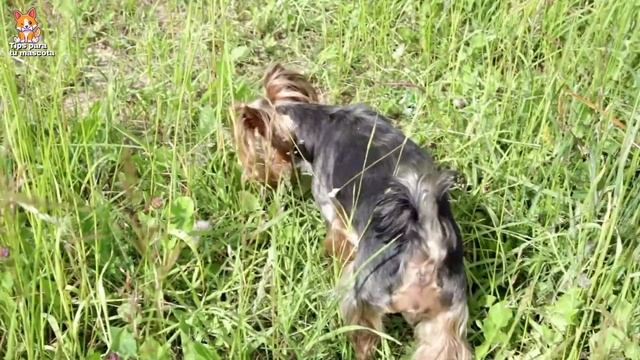 🐾🐶Alimentación Yorkshire Terriers смотреть онлайн
