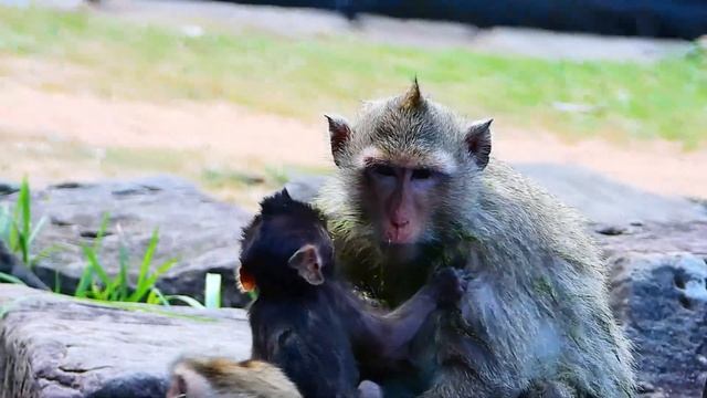 Please stop why young monkey does like this small baby | смотреть онлайн