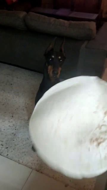 Heidi atrapará la tortilla? 🥰 Doberman Dog смотреть онлайн
