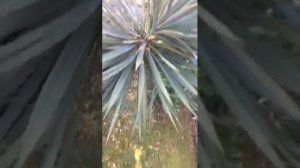 ШОК! ГИГАНТСКИЕ ТАРАКАНЫ в Сочи!! Нашествие!