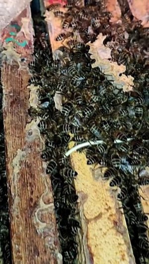 ЗИМОВКА ПЧЁЛ В ЯНВАРЕ.