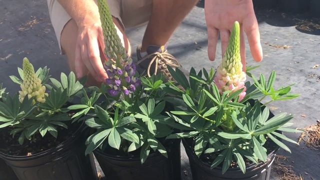 RIverbend Nursery Plant Premiere Week 17-Lupine Mini Gallery Series смотреть онлайн