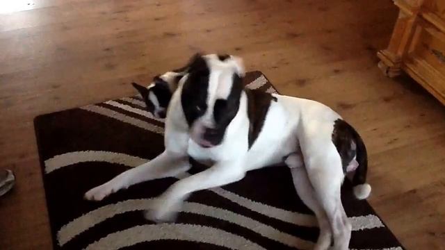 Franse bulldog van 11 weken leert de Amerikaanse bulldog (15 maanden) van mijn vriendin kennen. смотреть онлайн