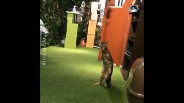 Кошки отличные домашные животные скучать не дасть смотреть онлайн