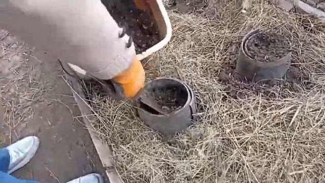 Як я вирощую цвітну капусту і броколі смотреть онлайн