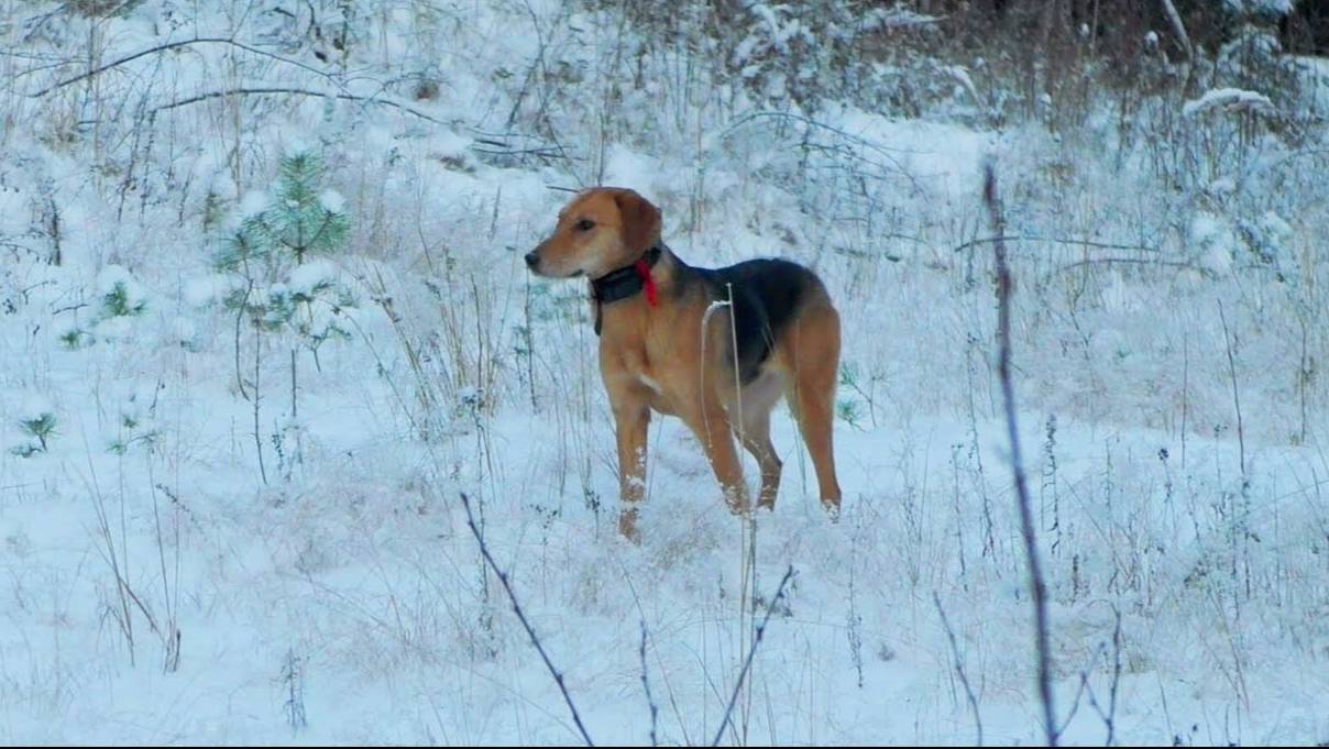 Первая работа по снегу.РГ Лайма 1г.3 мес. вл. Шатров В.А.#охотасгончей#собака#животные#топ#hunting смотреть онлайн
