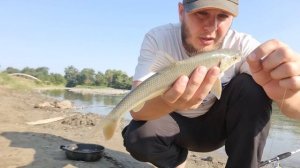 Ловля усача на донку. Приманка для ловли Кавказского усача