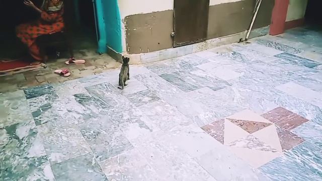 Cat Escape || Cat Escape from kittens || 猫逃离小猫 || Кошачий побег от котят || بلی کا بچوں سے فرار смотреть онлайн