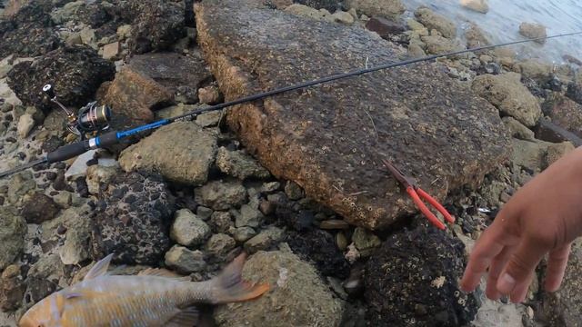 Bullzen Zantetzu Mini 800 : Masarap din pala sa tenga ang reel nato | Ultralight Fishing Middle Eas смотреть онлайн
