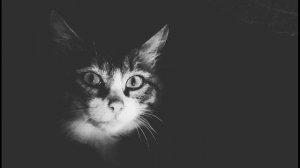 Е Евтушенко  Нефертити #стихиоженщине #стихиокрасоте   #поэты20века