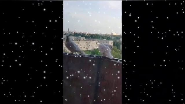 Кровососки.Плоское и широкое тело (6–8 мм),с цепкими ногами.Как вывести их,не знаю,в руки не даются смотреть онлайн