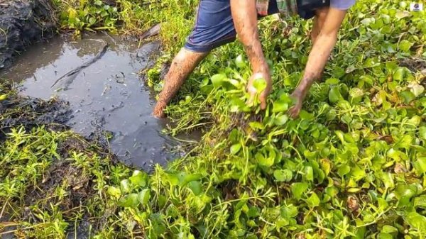 Big Catfish Fishing By Hand. A Clever Village Boy Catches Big Fish By Hand In Mud Water From Pond