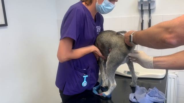 Monty the mini-schnauzer has anal glands emptied at Vets смотреть онлайн