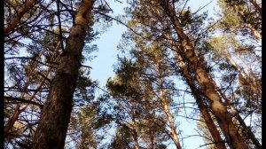 М  Цветаева 2. Охватила голову и стою... Анна Ахматова    #поэтысеребряноговека