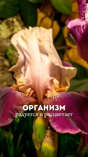 "ЗДОРОВОЕ ТЕЛО" ждёт тебя с 5 февраля! Пиши - добавлю в группу☝️ А Хлорофилл нужно пить правильный! смотреть онлайн