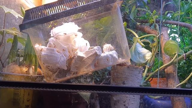 anolis zielony vs karaczany смотреть онлайн