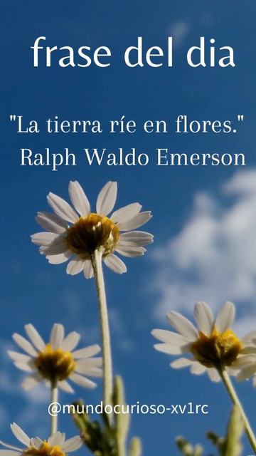 frases curiosas смотреть онлайн