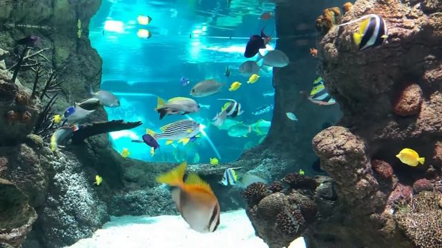 Aquarium 1 Hour - Relaxing Live Aquarium With Water Sound