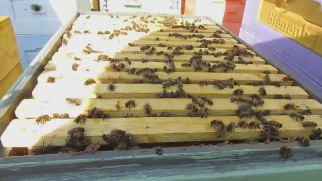 пчеловодство на ячейке 4,9 мм - часть 81, малоформатный улей на рамку 285 х 230 мм смотреть онлайн