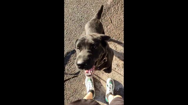 Собака с кличкой Джуля ищет хороший дом смотреть онлайн