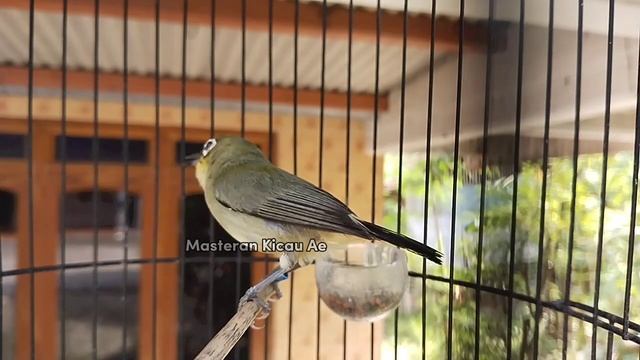 Pancingan Pleci GACOR Ful Buka Paruh смотреть онлайн