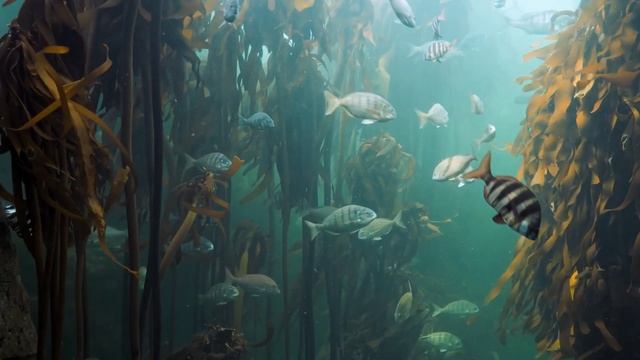 Легкая музыка для Медитации и Глубокого Расслабления, Снятия Стресса  Meditation Music  Relax