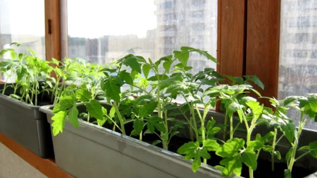 Сажаем томаты. Стакан или ящик? смотреть онлайн