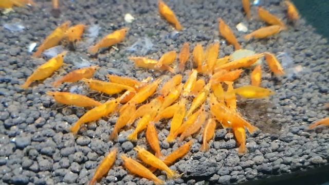 Crevette Neocaridina heteropoda Orange 1-2 cm (réf 6622) смотреть онлайн