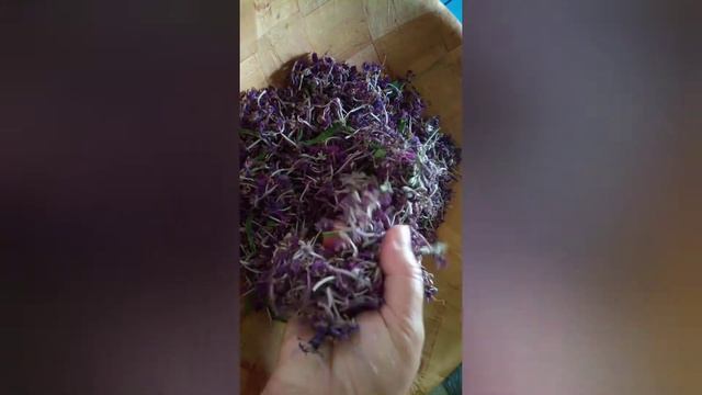 Собираю и обрабатываю иван-чай смотреть онлайн