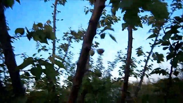 caisii azi-apricots today смотреть онлайн