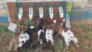 Держатель 🍼 бутылок для 🐐 козлят Anti-Vac