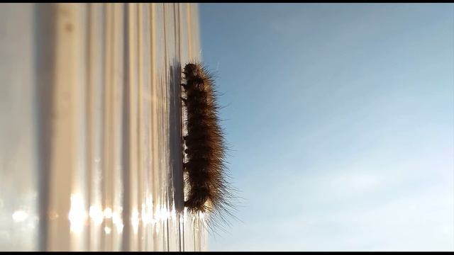 Б Слуцкий  Молчаливый вой #стихиовойне#поэзия20века #поэтысоветскогоандеграунда