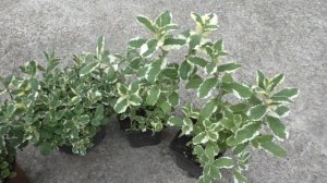 Мята вариегатная (ананасная), шоколадная, апельсиновая.