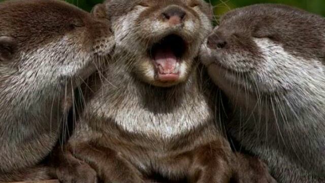 15 смешных фотографий с животными смотреть онлайн