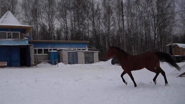 Леди смотреть онлайн