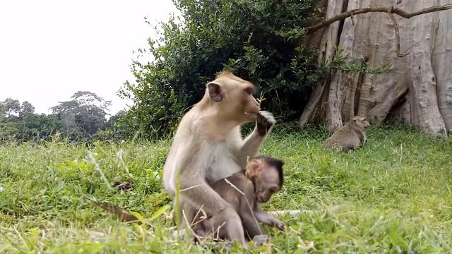 Kidnapper Vomit Cos Baby Monkey ST980 Mono Monkey смотреть онлайн